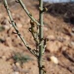 Caroxylon genistoides Blad