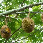 Durio zibethinus Fruit