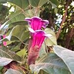 Dolichandra chodatii Λουλούδι