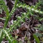 Carduus nigrescens Leaf