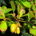 Berberis amurensisVrucht