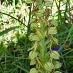 Orchis anthropophora 花