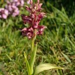 Anacamptis coriophora Floare