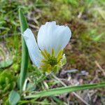 Ranunculus kuepferi Flower