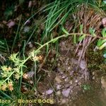 Saxifraga mutata Celota