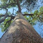 Adansonia za Rusca