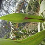 Encephalartos aemulans