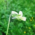 Viola arvensis 花