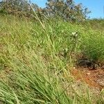 Eragrostis curvula عادت داشتن