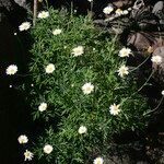 Gonospermum ferulaceum Habit
