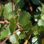 Betula nana Leaf