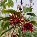 Illicium floridanum Flower