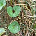 Calystegia soldanella Leaf