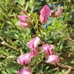 Virgilia oroboides Flower