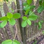 Lonicera caprifolium Blad