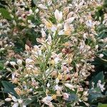 Nandina domestica Flower