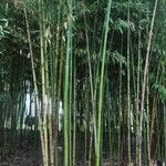 Phyllostachys aureosulcata বাকল