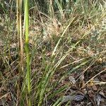 Brachypodium phoenicoides Blad