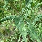 Oenothera villosa Folha