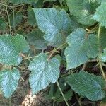 Rubus tricolor Habit