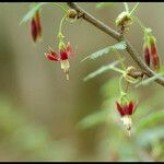 Ribes amarum Flower