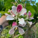 Bauhinia monandra Хабит
