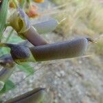 Crotalaria retusa Frutto