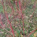 Cornus alba Hábito