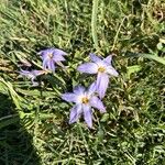 Ipheion uniflorum Flor