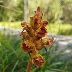 Orobanche gracilis Floare