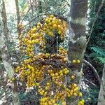 Ficus hurlimannii Fruto