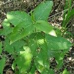 Caperonia palustris पत्ता