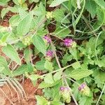 Lantana trifolia Fruit