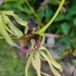 Prosthechea cochleata Fleur