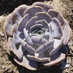 Echeveria lilacina Lapas