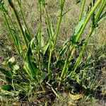 Rumex thyrsiflorus Liść