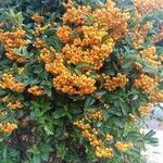 Pyracantha crenulata Плід