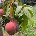 Mangifera indica Blatt