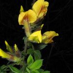 Cytisus supinus عادت داشتن