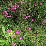 Dianthus seguieri 整株植物