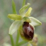 Ophrys virescens Bloem