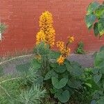 Ligularia sibiricaFlower