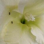 Petunia axillaris Flors