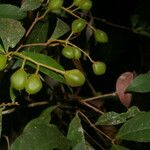 Rinorea hummelii Fruit