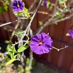 Lycianthes rantonnetii Flower