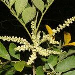 Cupania guatemalensis Flower