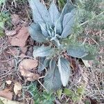 Cynoglossum creticum Leaf