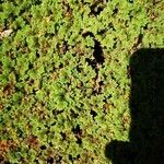 Azolla filiculoides برگ