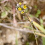 Myosotis balbisiana Otro