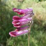 Vicia benghalensis 花